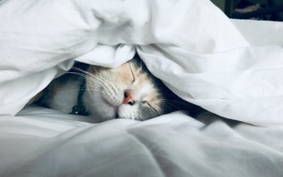 Blissful Sleep–Is it possible?